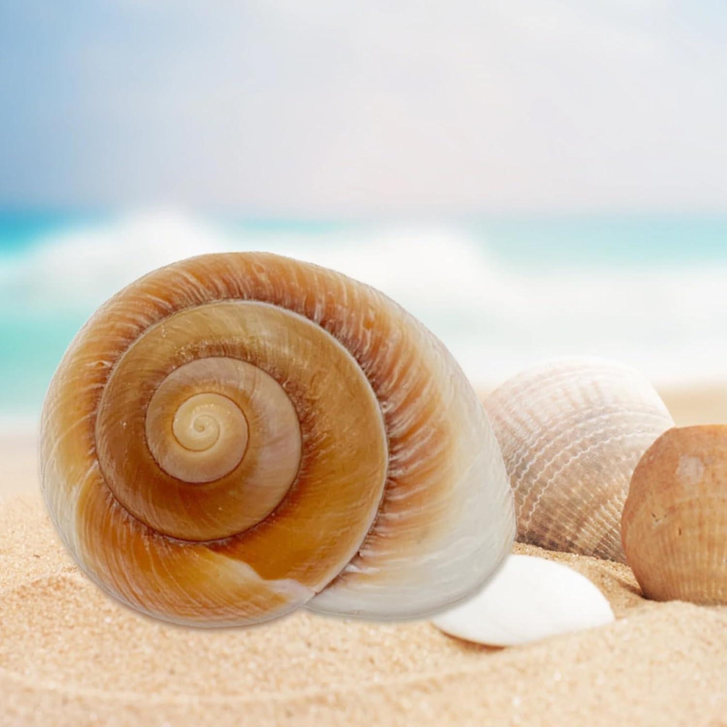 Conchas de Cangrejo Ermitaño NIIIYTYB Grandes 7-9 cm Naturales