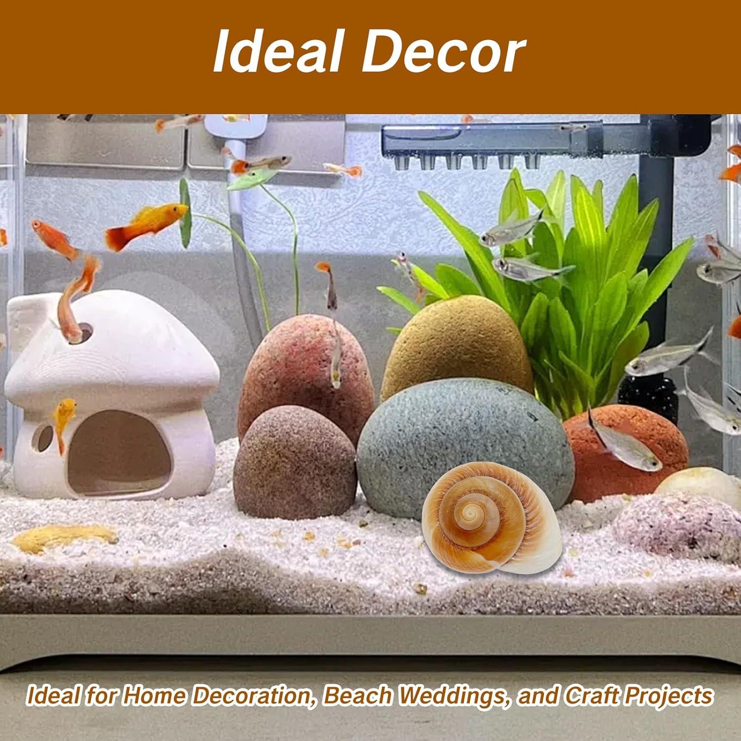 Conchas de Cangrejo Ermitaño NIIIYTYB Grandes 7-9 cm Naturales