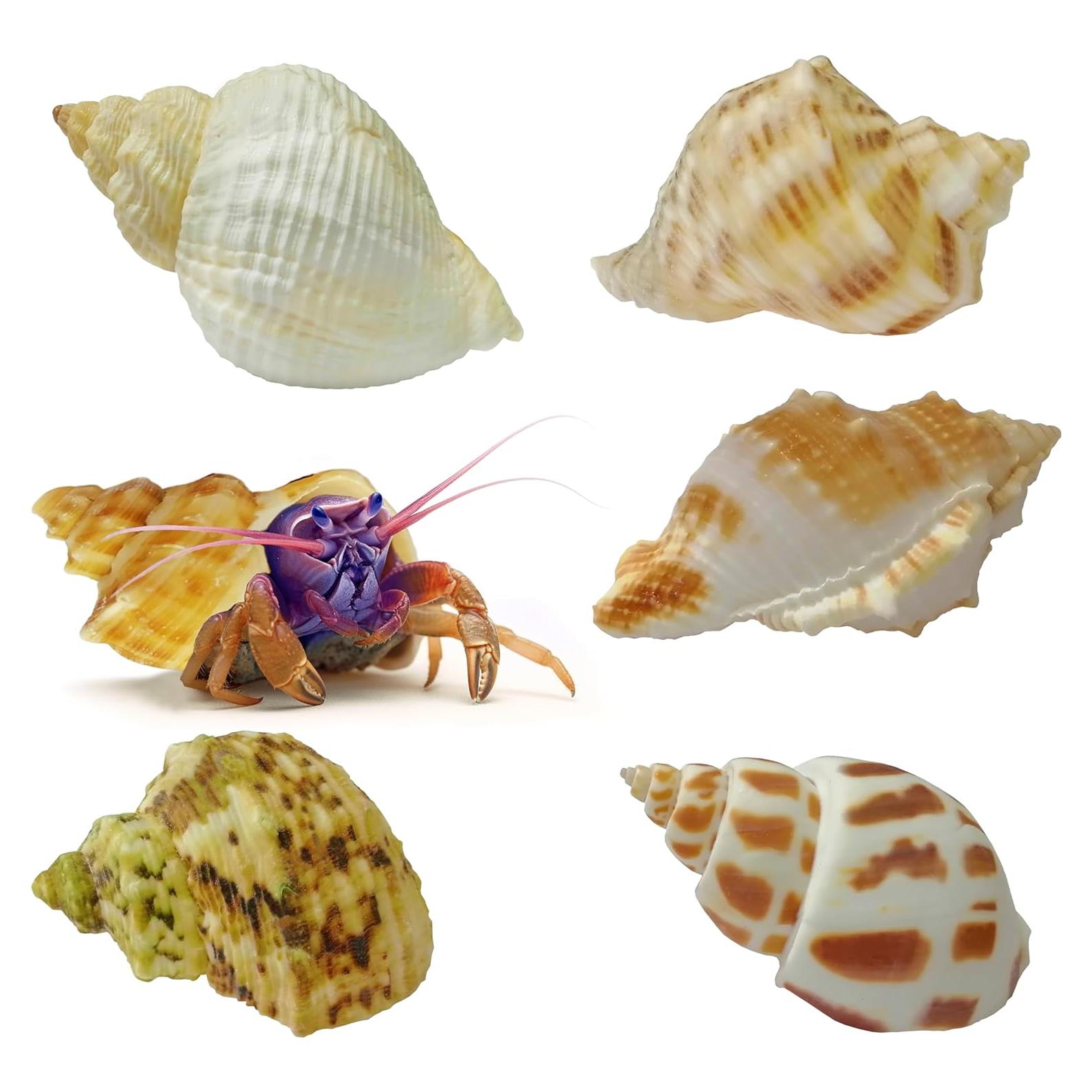 Juego de Conchas Naturales para Cangrejos Ermitaños ROPTO 6 PCS