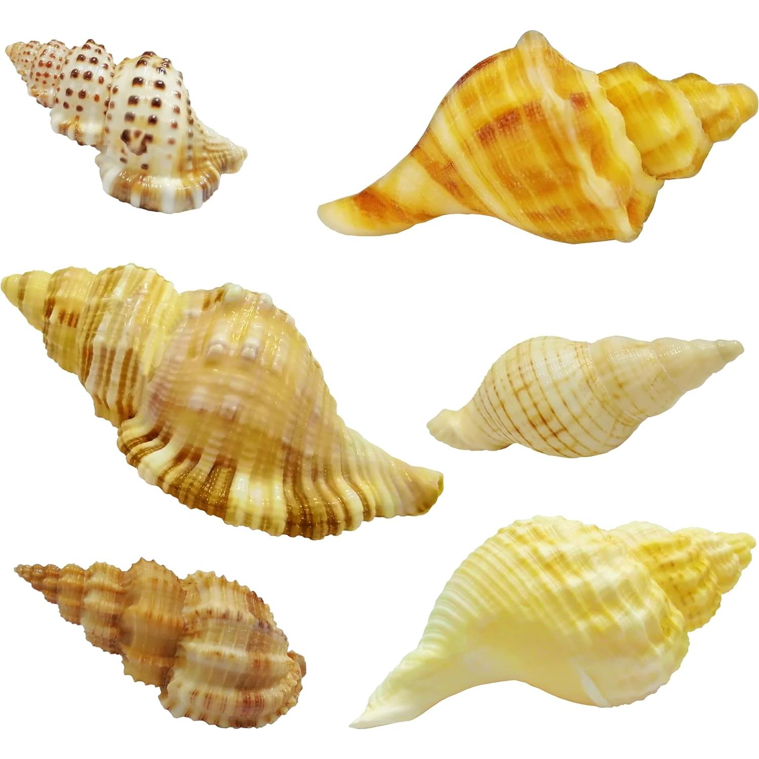 Juego de Conchas Naturales para Cangrejos Ermitaños ROPTO 6 PCS