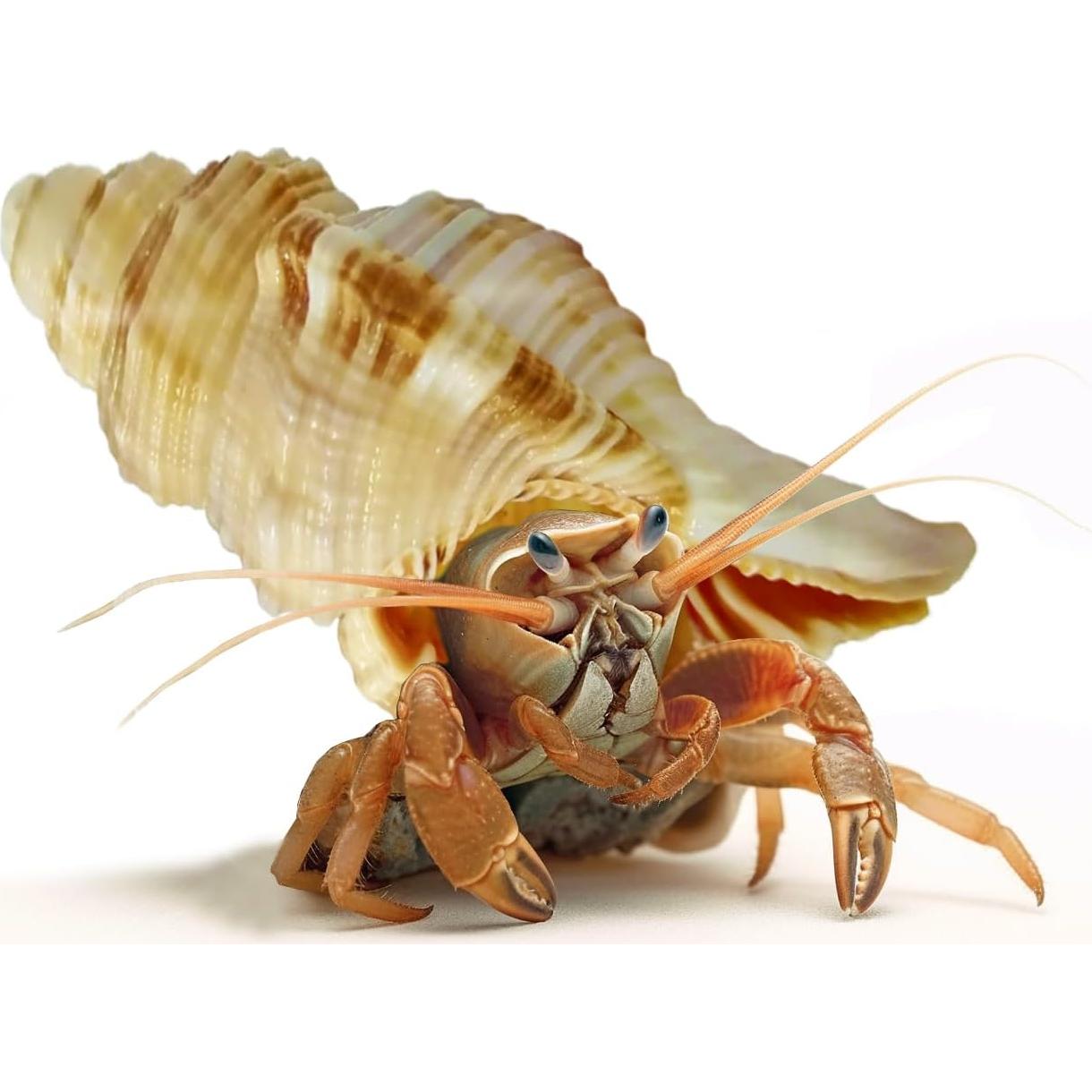 Juego de Conchas Naturales para Cangrejos Ermitaños ROPTO 6 PCS