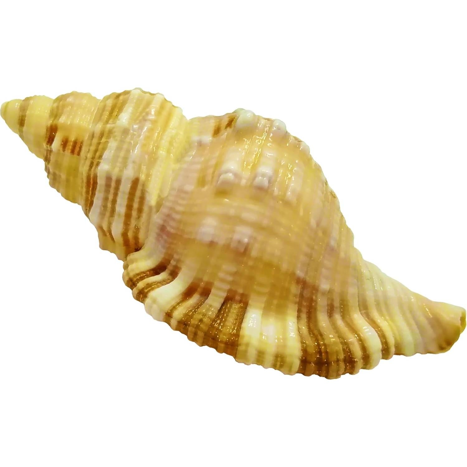 Juego de Conchas Naturales para Cangrejos Ermitaños ROPTO 6 PCS