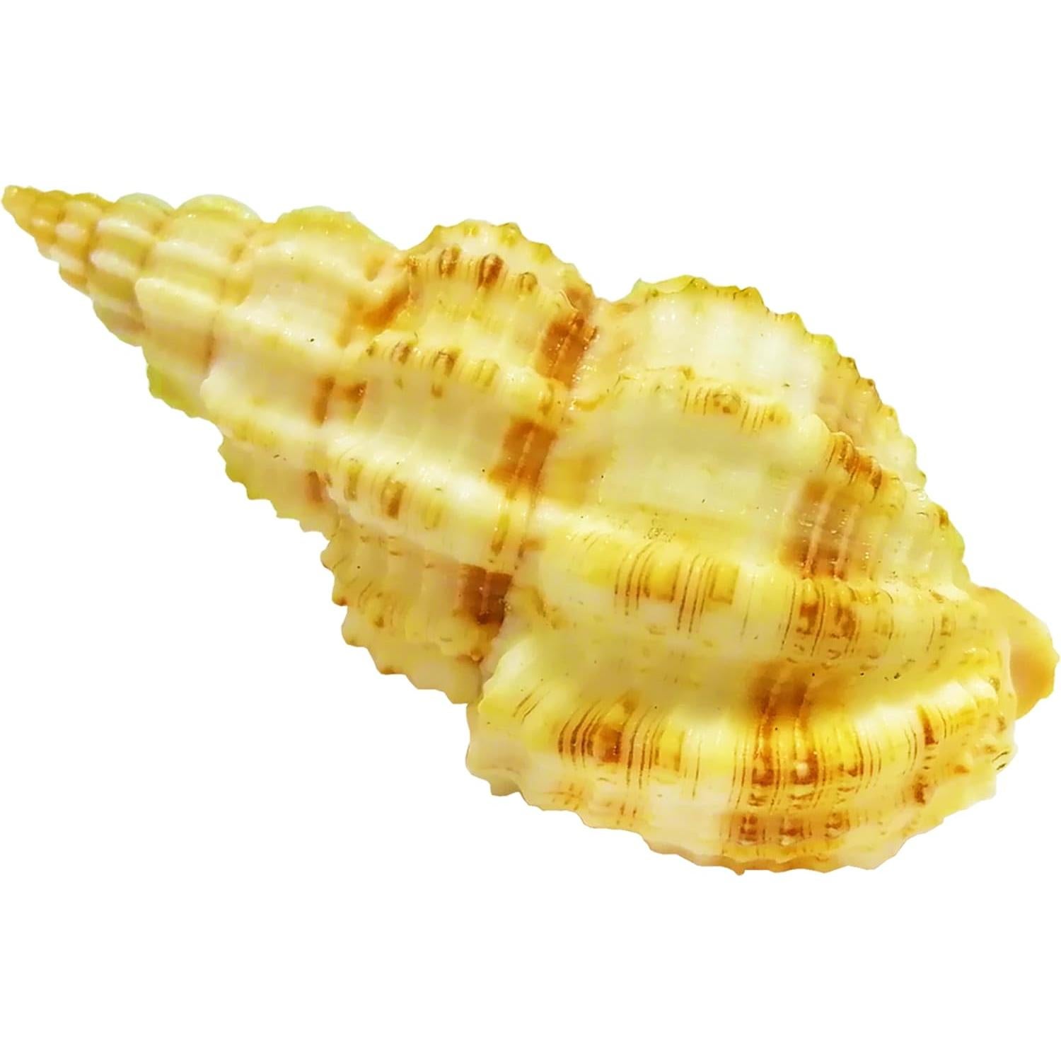 Juego de Conchas Naturales para Cangrejos Ermitaños ROPTO 6 PCS