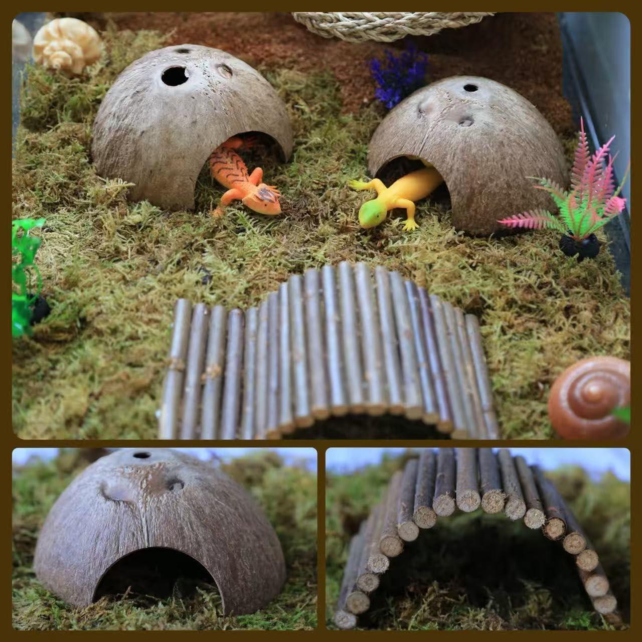 Accesorios para Cangrejo Ermitaño COSOC - 4 Piezas Naturales