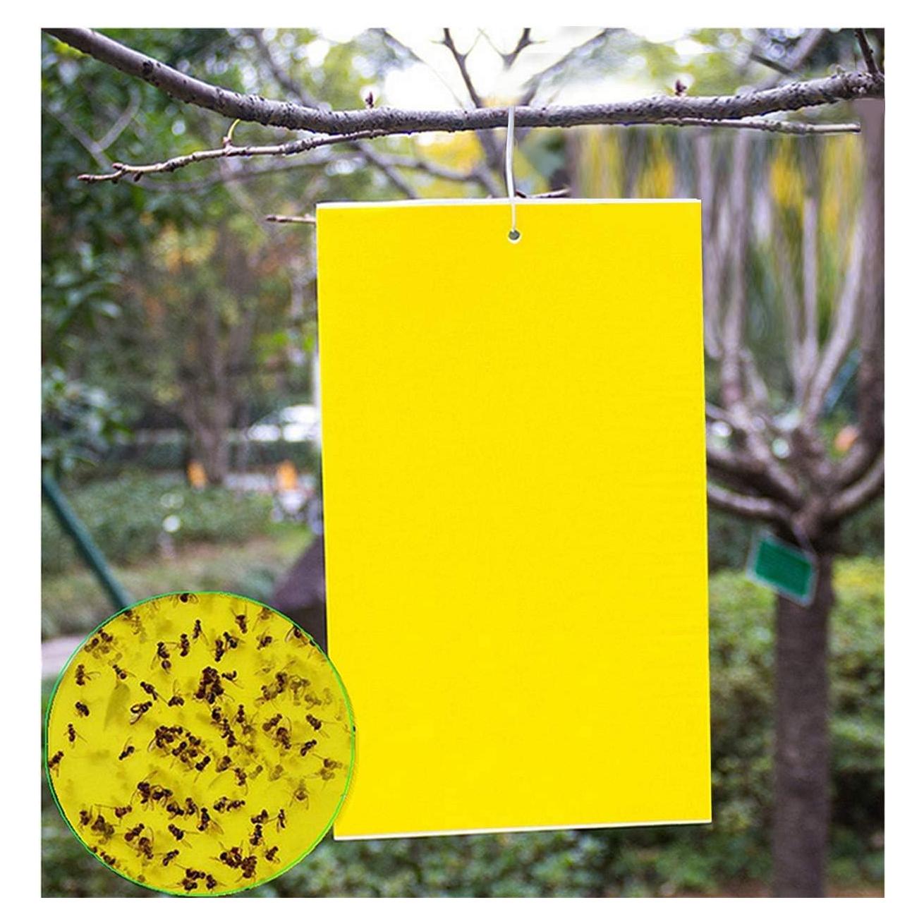 20 Trampas Adhesivas Doble Cara FULLSEXY 15.24x20.32cm Insectos