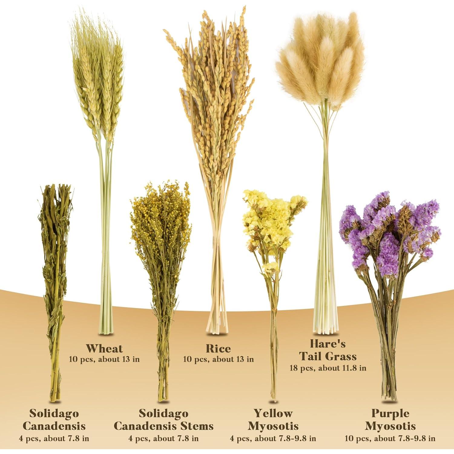 Decoración Natural para Hábitat de Hámster WRM - 60 Piezas