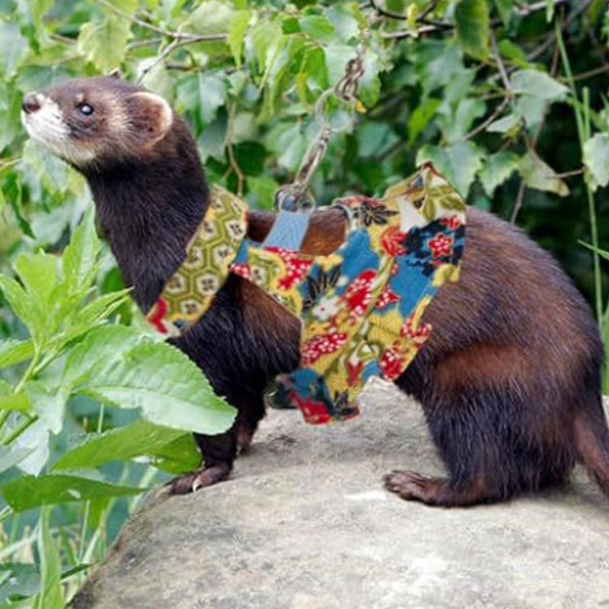 Juego de Arnés y Correa para Pequeños Animales Copfeu Mediano