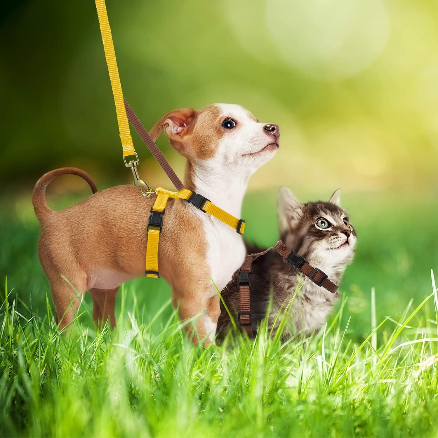 Conjunto Arnés y Correa Ajustable Outus para Mascotas Pequeñas