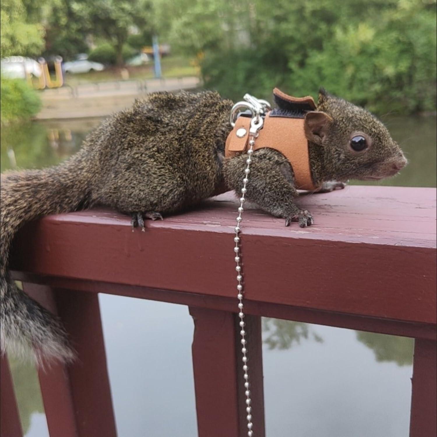 Juego de Arnés y Correa TTMIMIK para Ardillas - 3 Tamaños