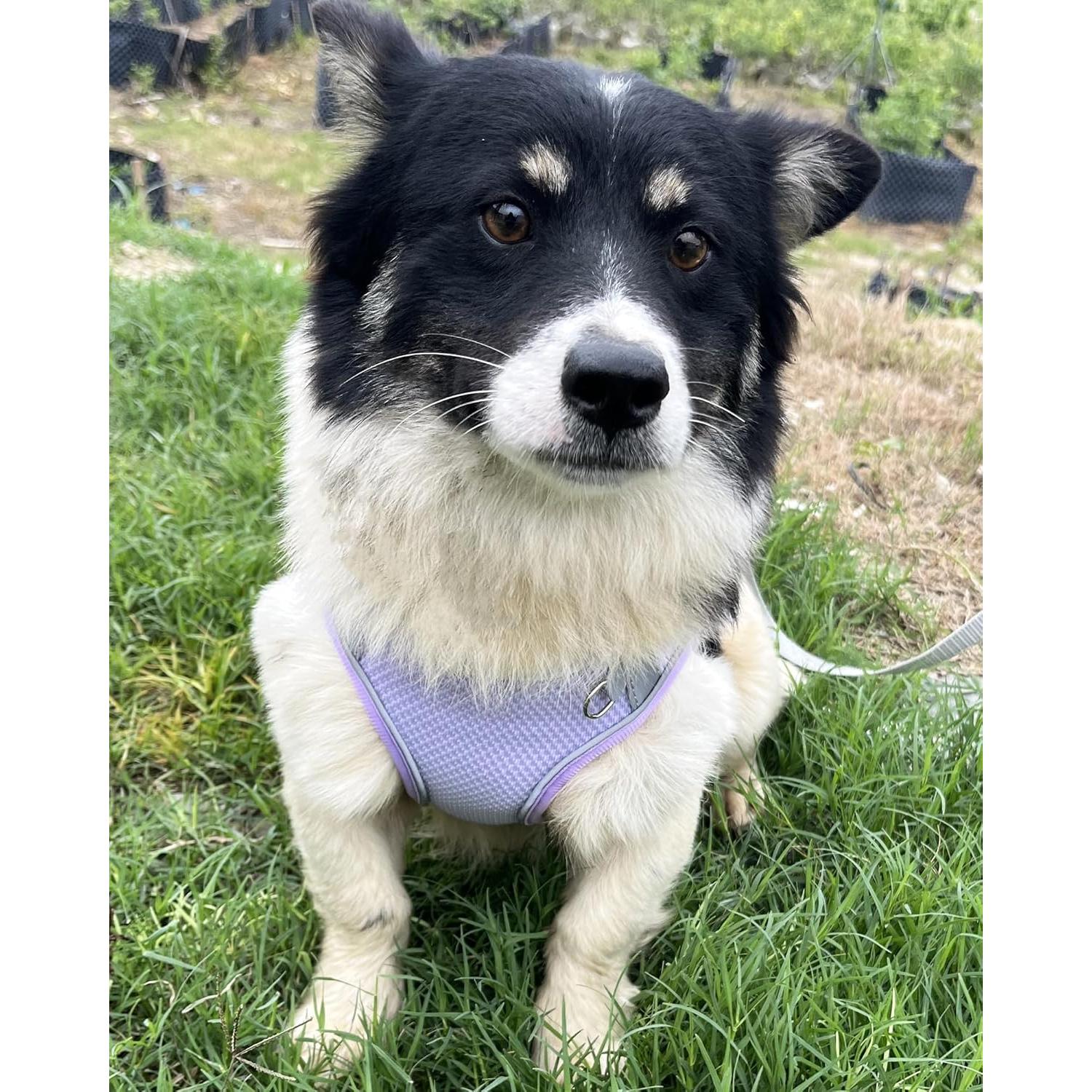 Arnés y Correa para Perro Pequeño y Mediano Aecllcea XS Púrpura