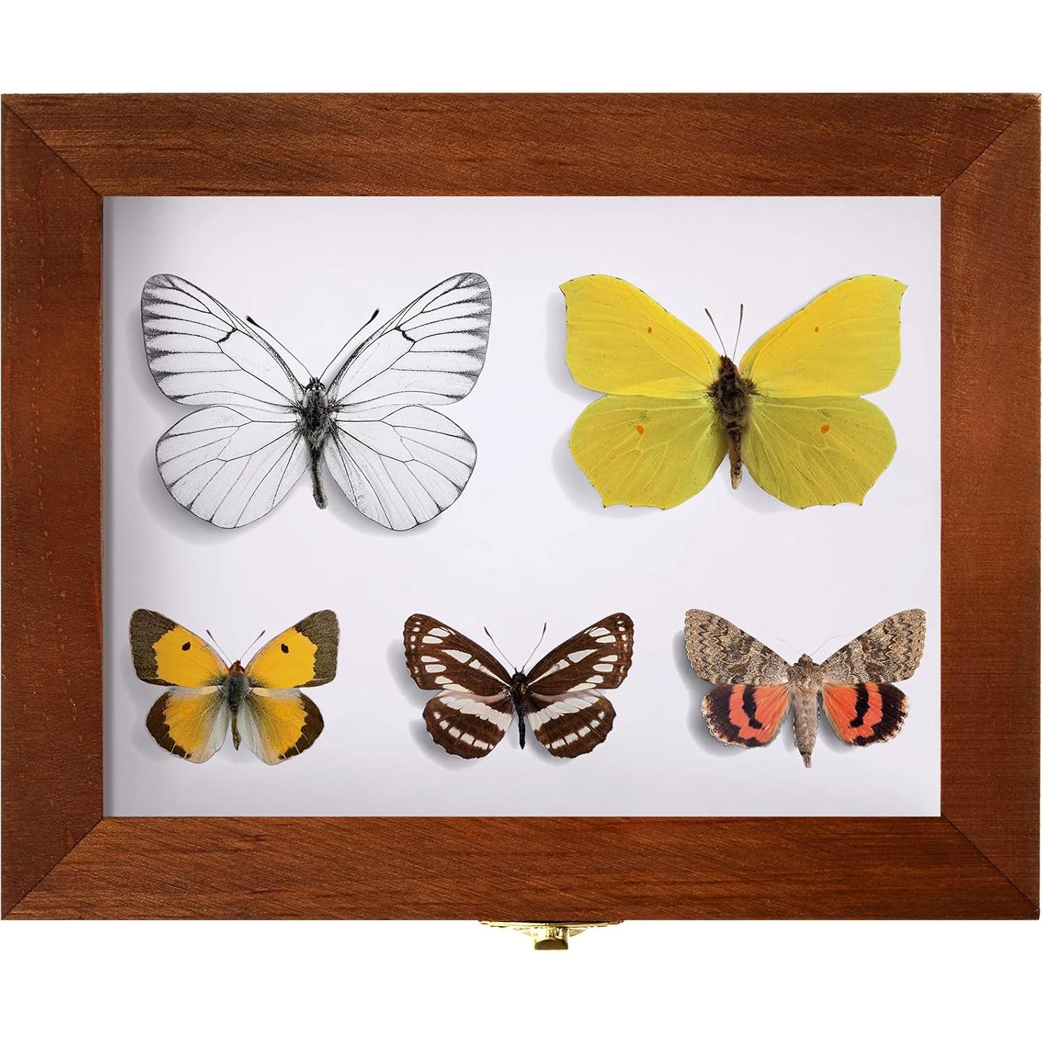 Caja de Exhibición de Insectos WILLBOND con Tapa Transparente