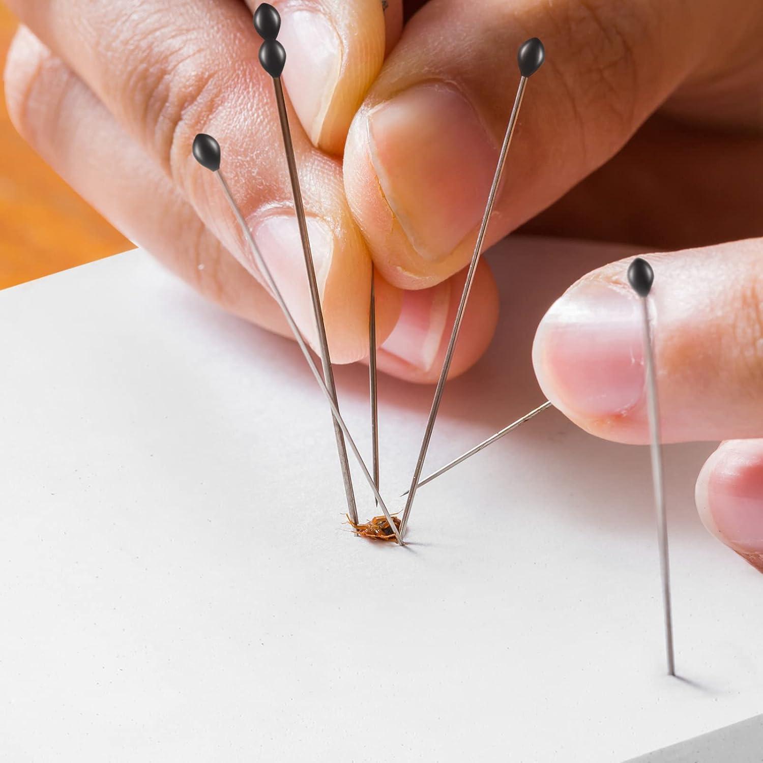 Caja de Exhibición de Insectos WILLBOND con Tapa Transparente
