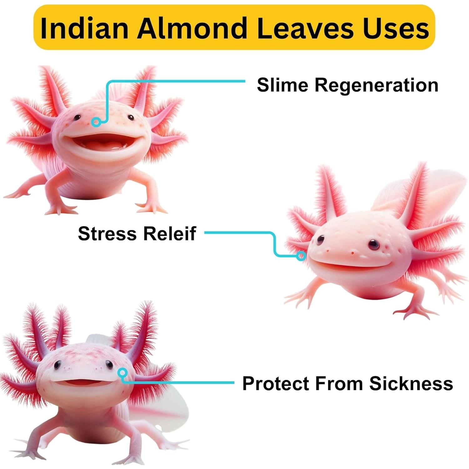 50 Hojas de Almendra India Tender Tropicals 15.24 cm Acuario