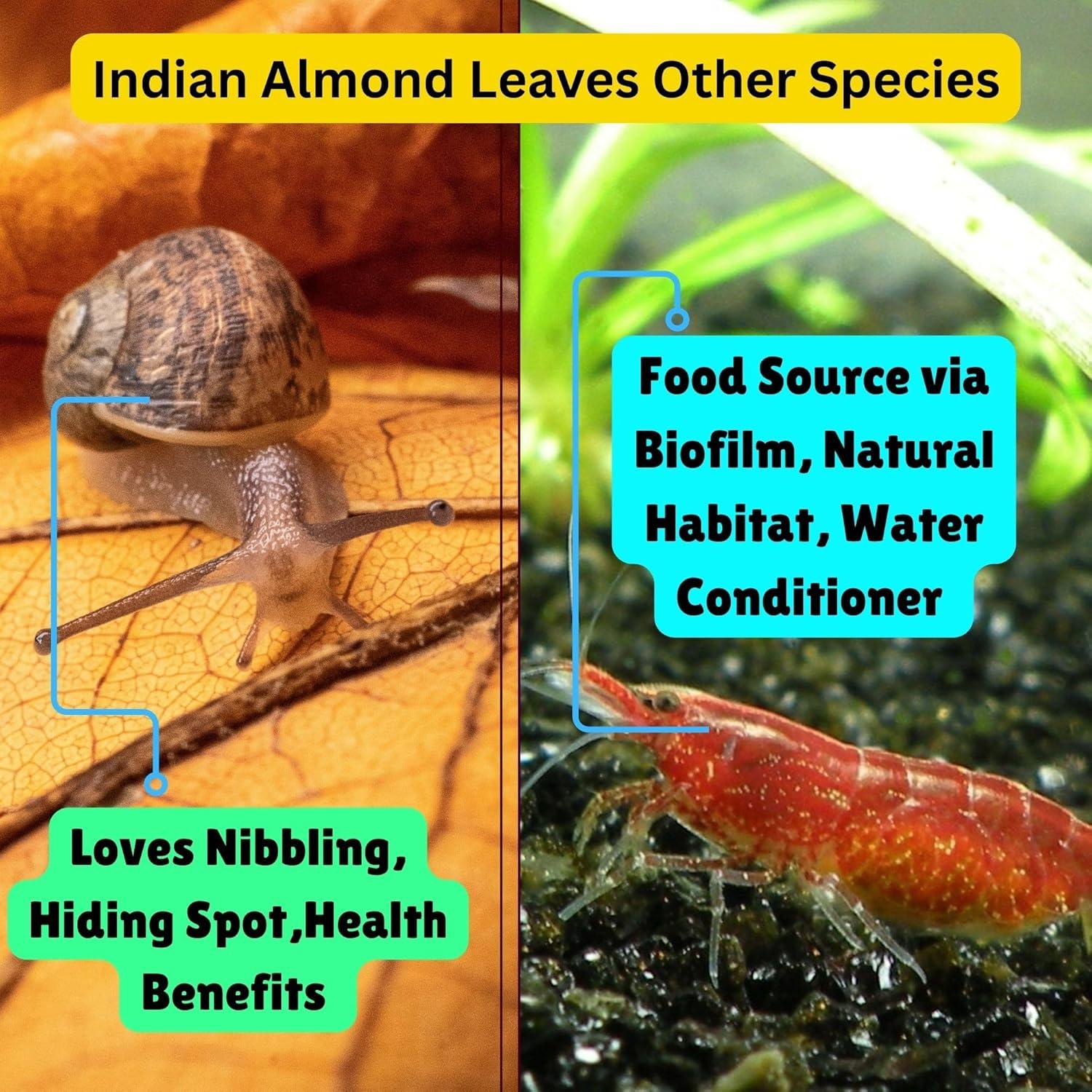 50 Hojas de Almendra India Tender Tropicals 15.24 cm Acuario