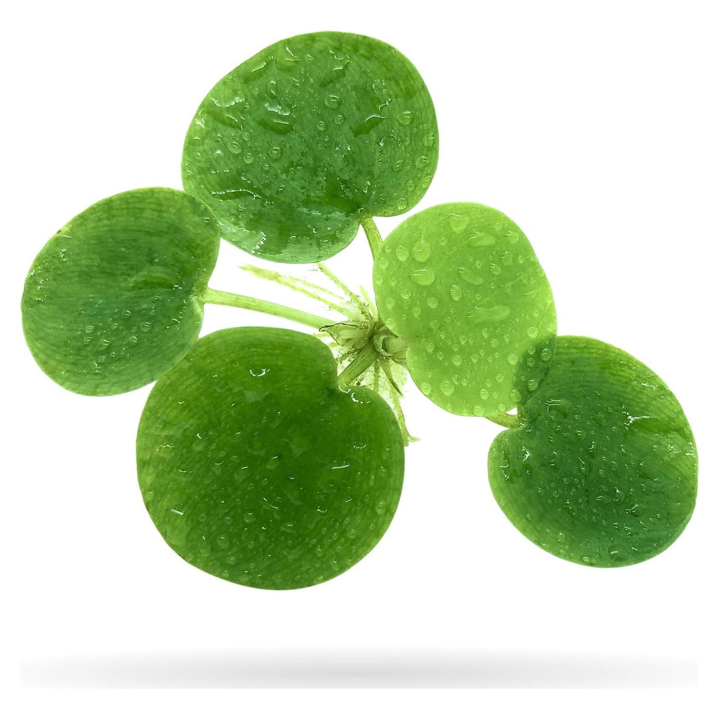 Rana Amazónica Aquarigram 20+ Hojas + Planta Bonificada