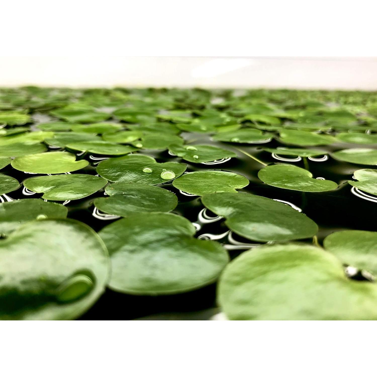 Rana Amazónica Aquarigram 20+ Hojas + Planta Bonificada