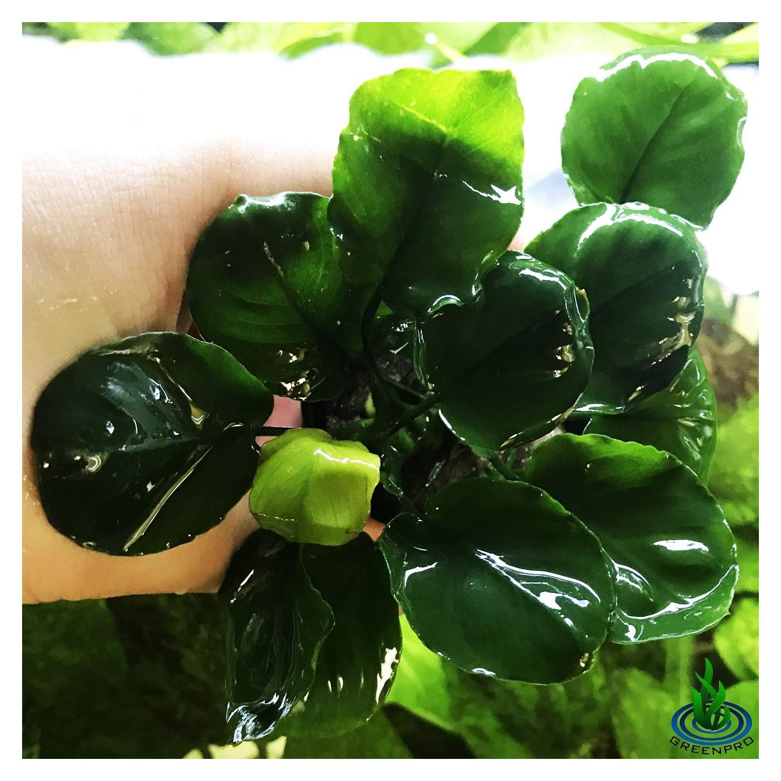 Planta Acuática Anubias Barteri Golden en Maceta 5-12.7 cm