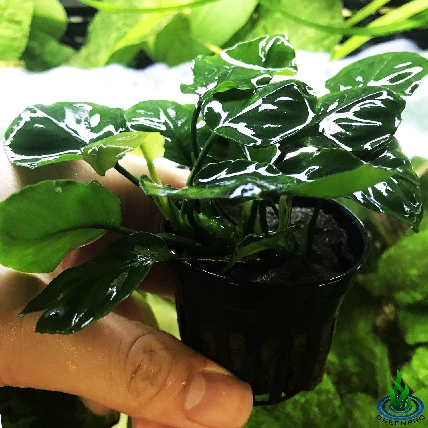 Planta Acuática Anubias Barteri Golden en Maceta 5-12.7 cm