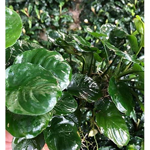 Planta Acuática Anubias Barteri Golden en Maceta 5-12.7 cm