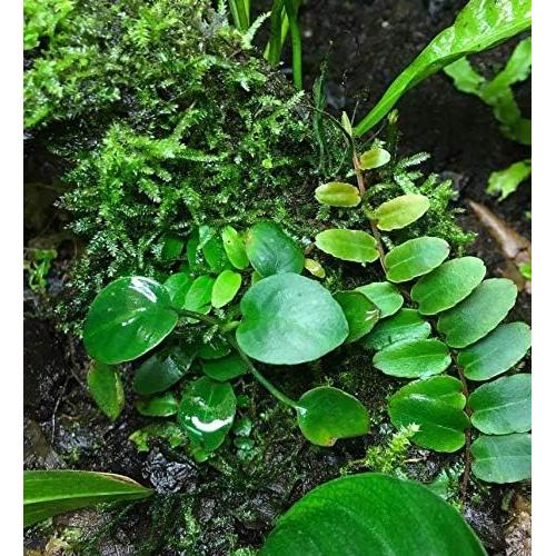 Planta Acuática Anubias Barteri Golden en Maceta 5-12.7 cm