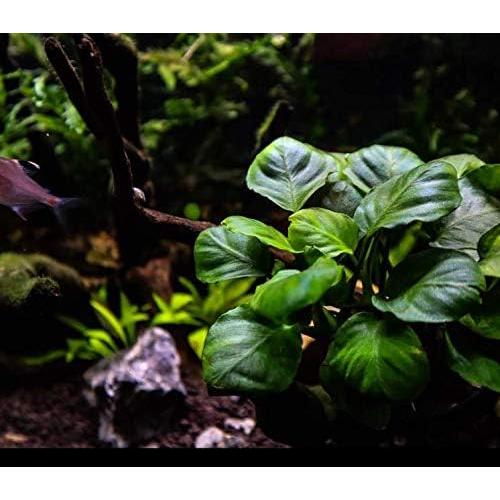 Planta Acuática Anubias Barteri Golden en Maceta 5-12.7 cm