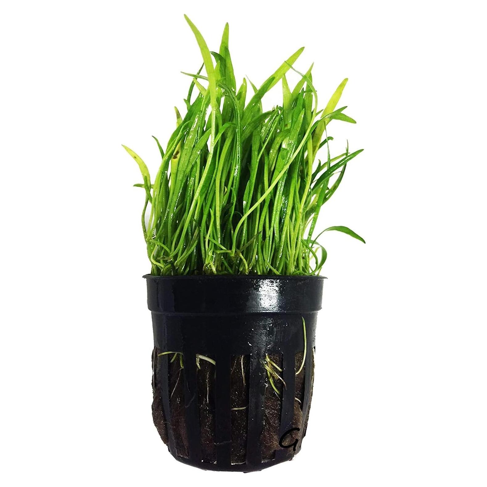 Planta Acuática Micro Sword Greenpro en Maceta 7-10 cm