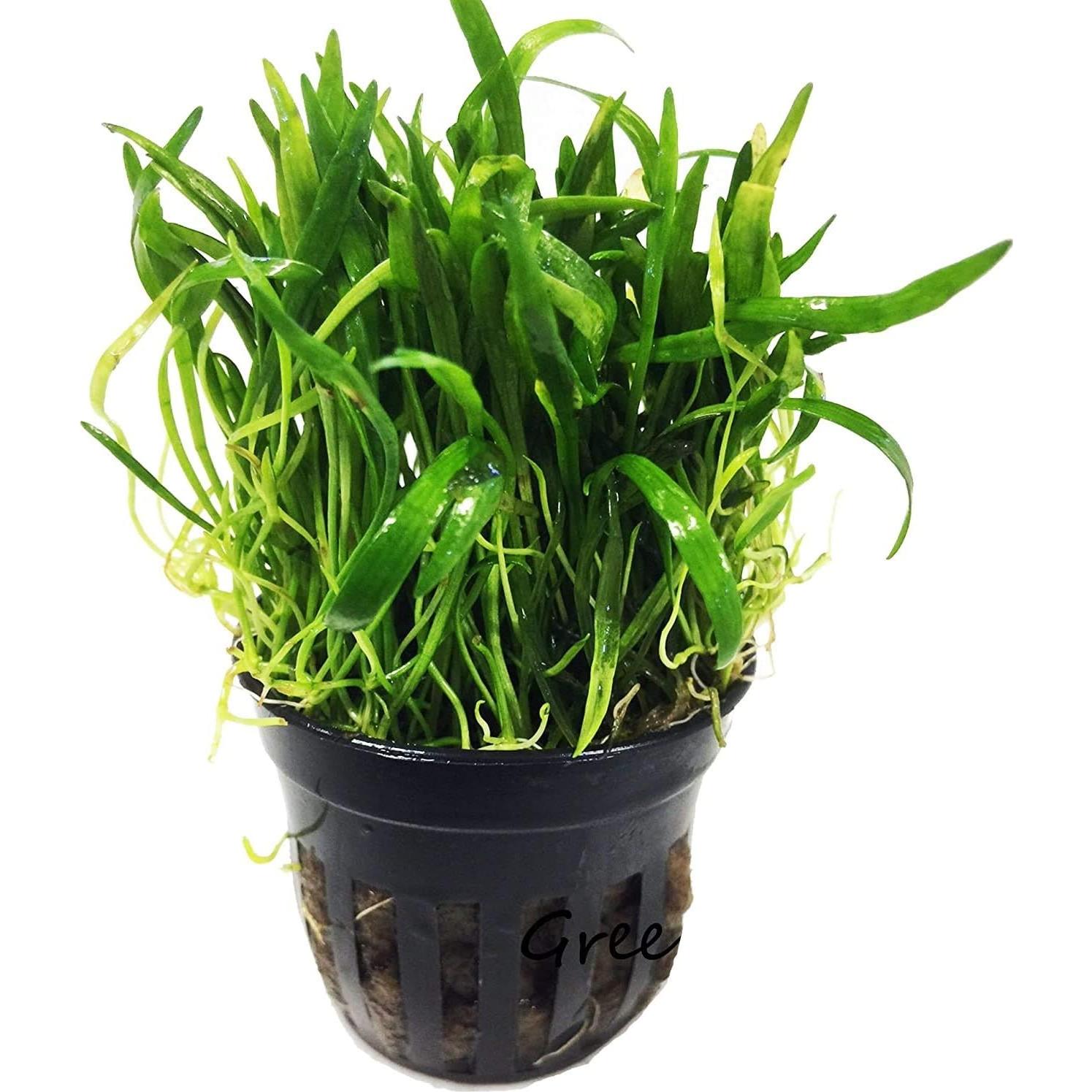 Planta Acuática Micro Sword Greenpro en Maceta 7-10 cm