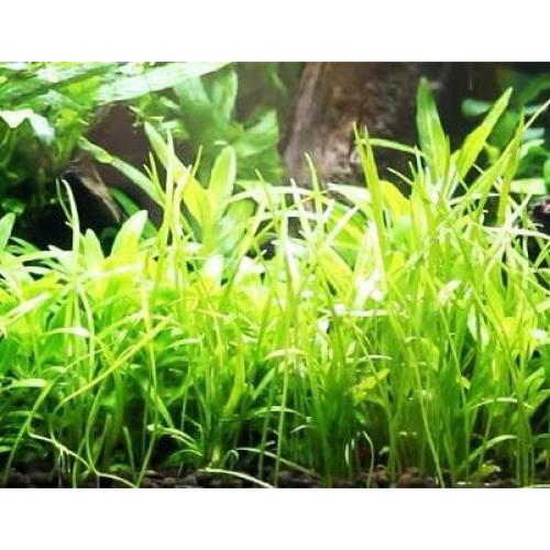 Planta Acuática Micro Sword Greenpro en Maceta 7-10 cm