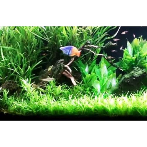 Planta Acuática Micro Sword Greenpro en Maceta 7-10 cm