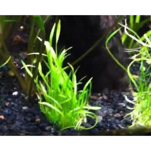 Planta Acuática Micro Sword Greenpro en Maceta 7-10 cm