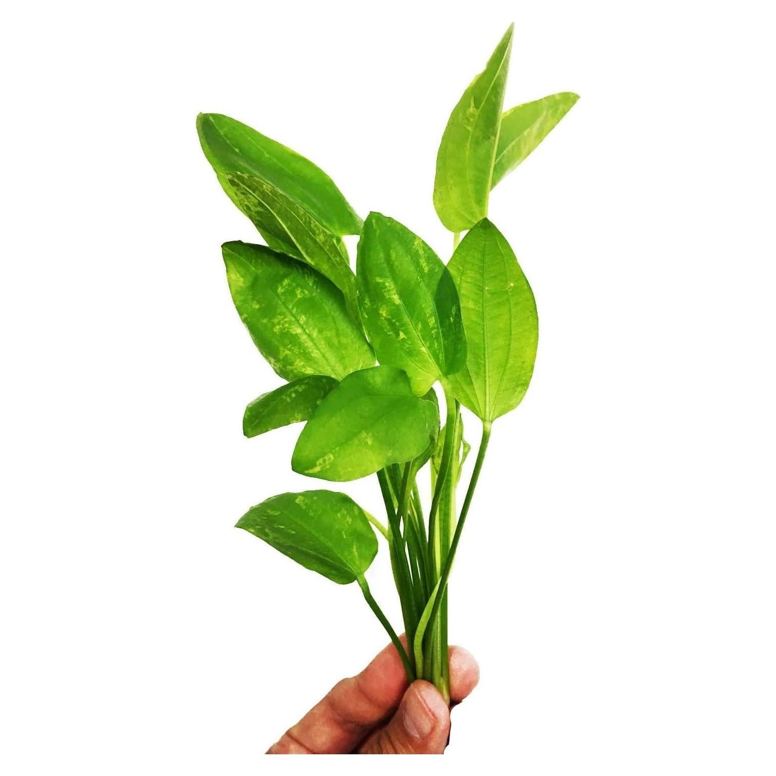 Planta Acuática Viva Espada de Amazonas Reina de Mármol 20cm