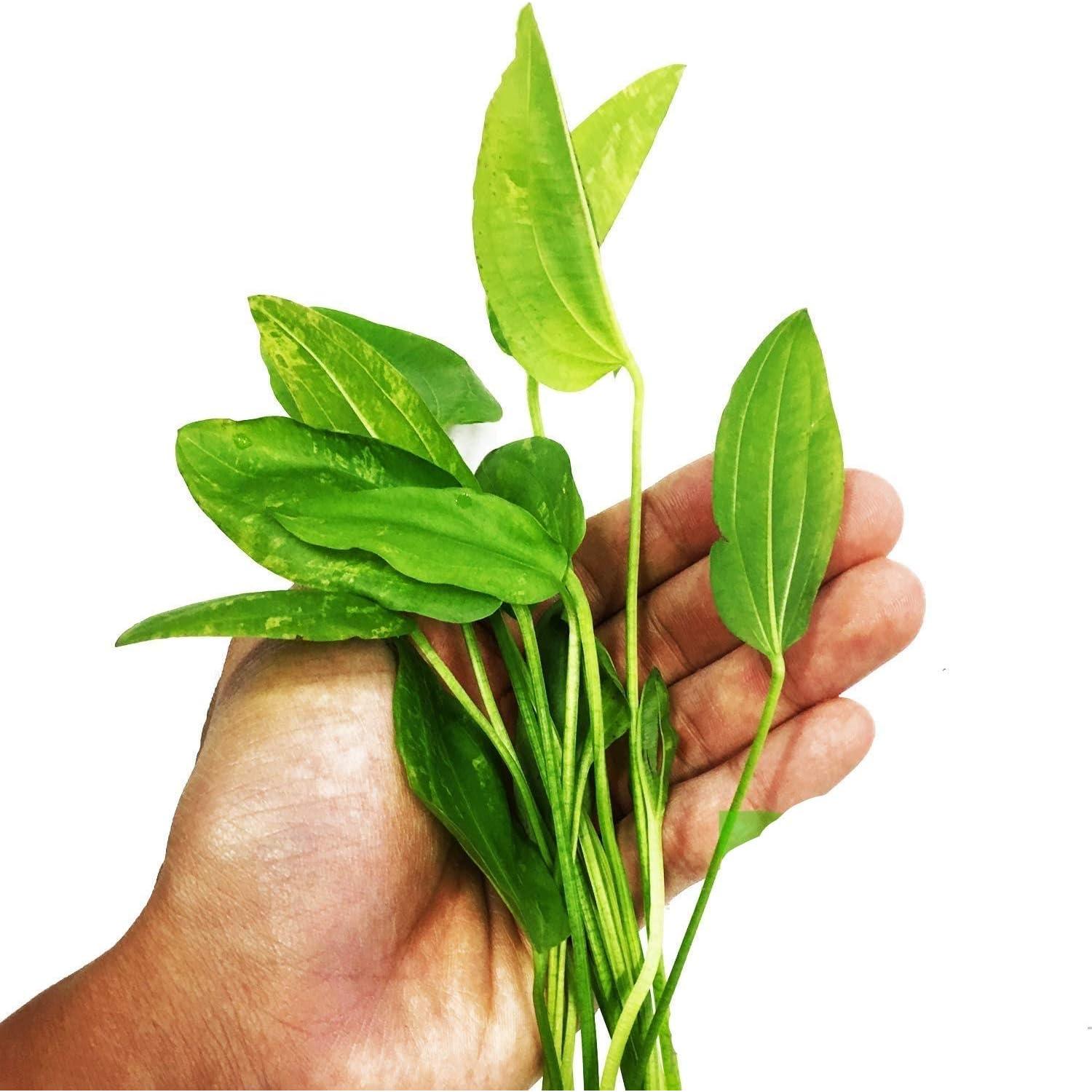 Planta Acuática Viva Espada de Amazonas Reina de Mármol 20cm