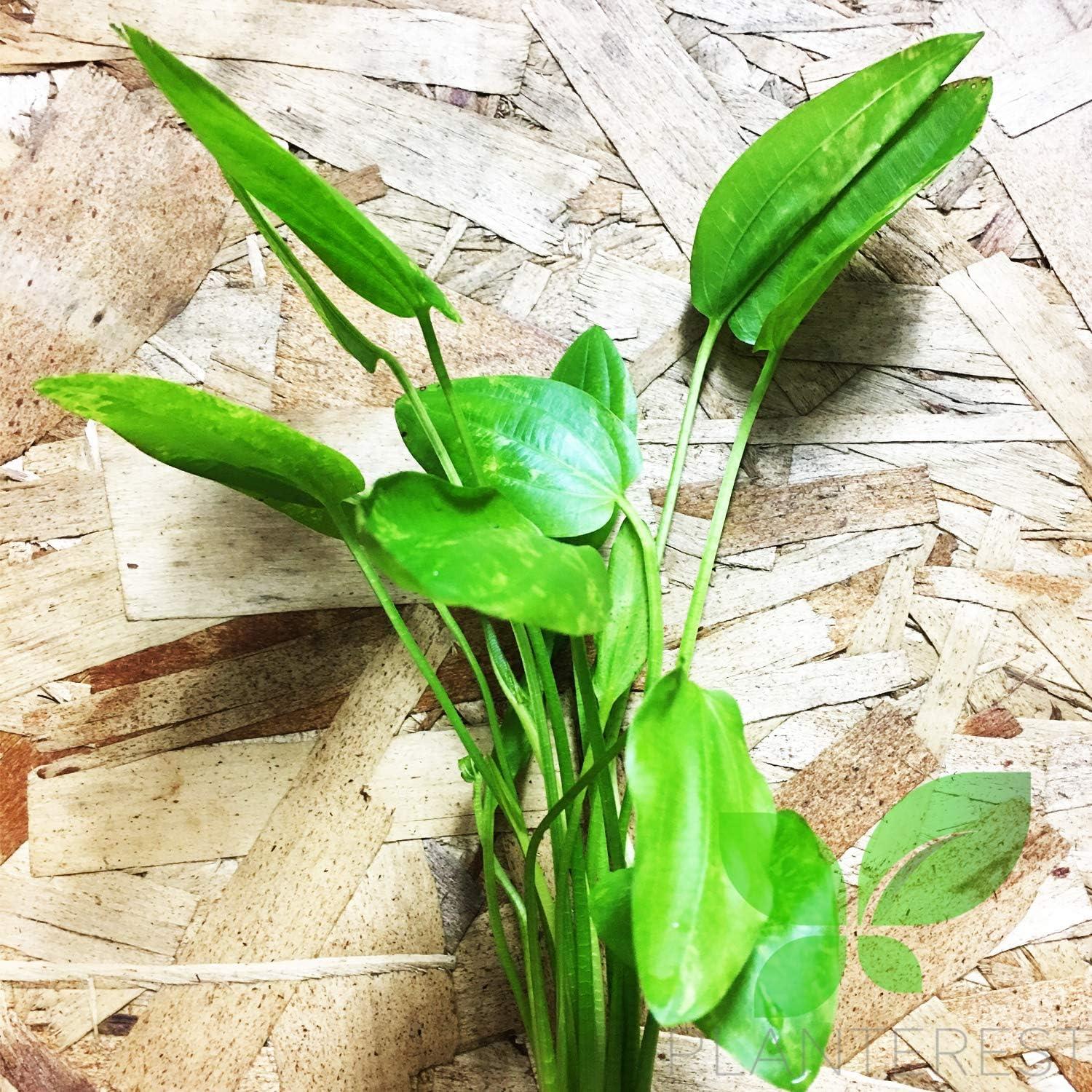 Planta Acuática Viva Espada de Amazonas Reina de Mármol 20cm