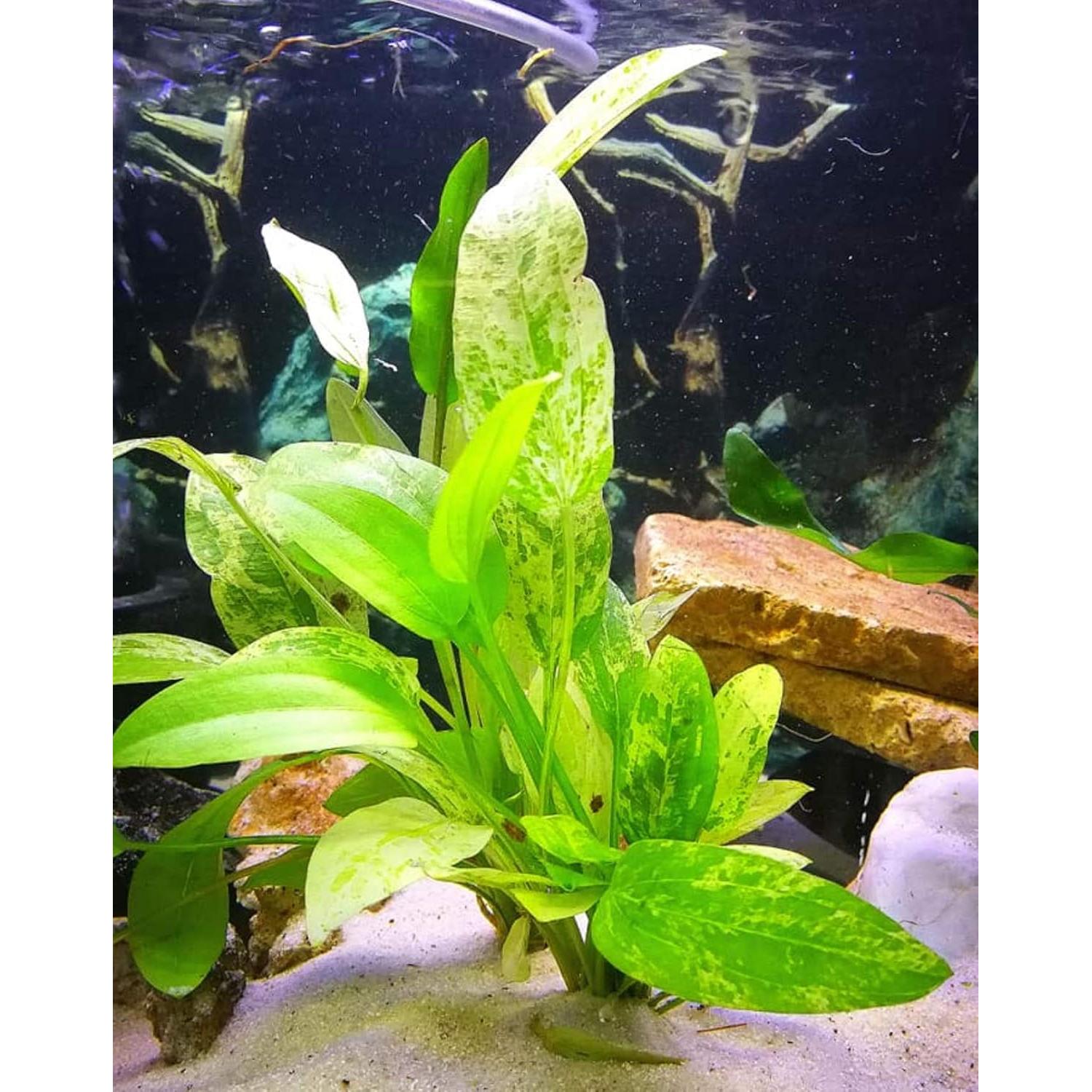 Planta Acuática Viva Espada de Amazonas Reina de Mármol 20cm