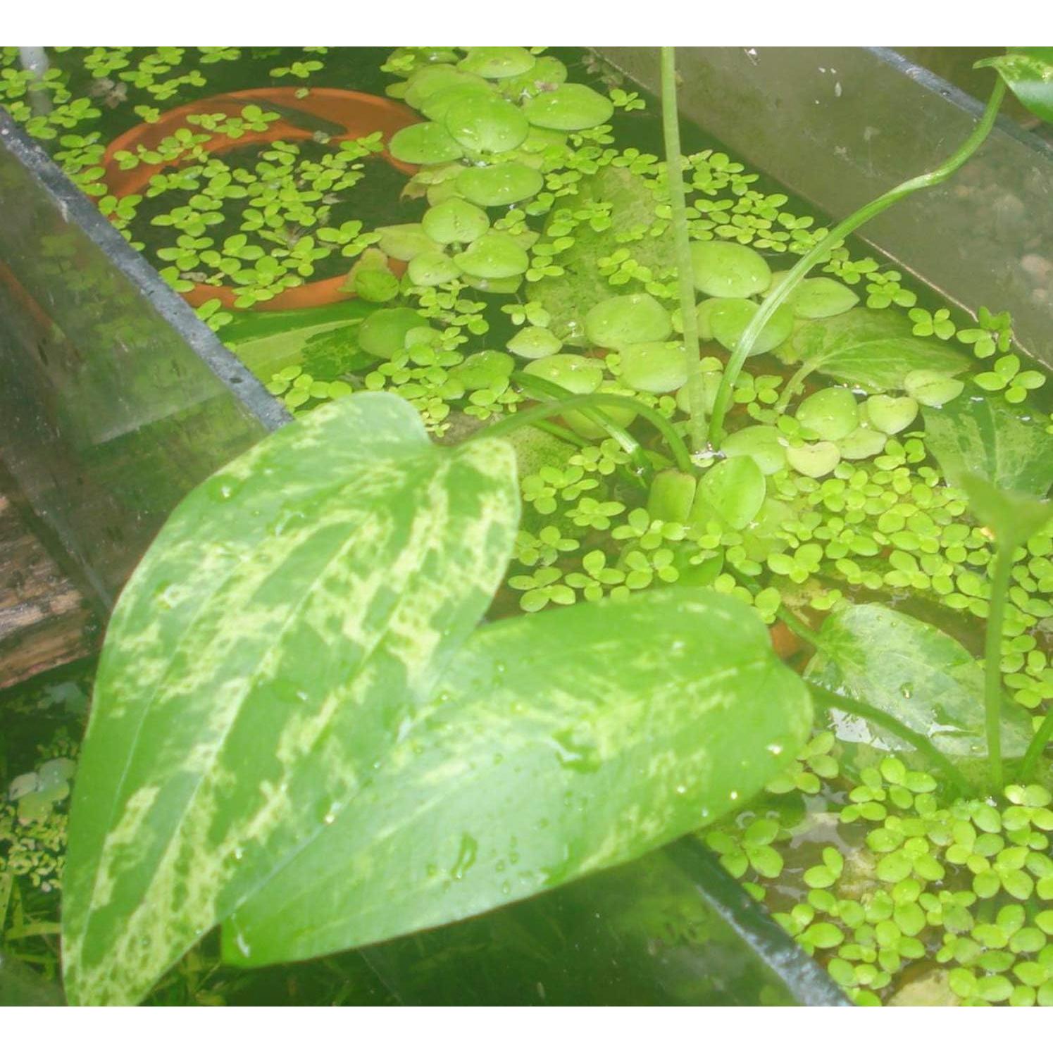 Planta Acuática Viva Espada de Amazonas Reina de Mármol 20cm