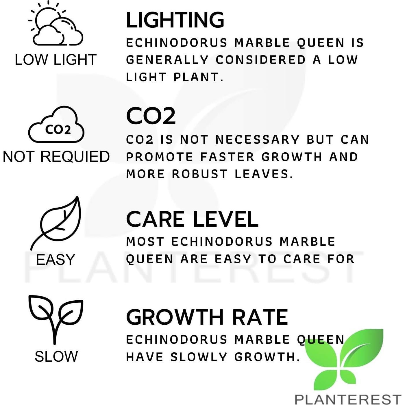 Planta Acuática Viva Espada de Amazonas Reina de Mármol 20cm