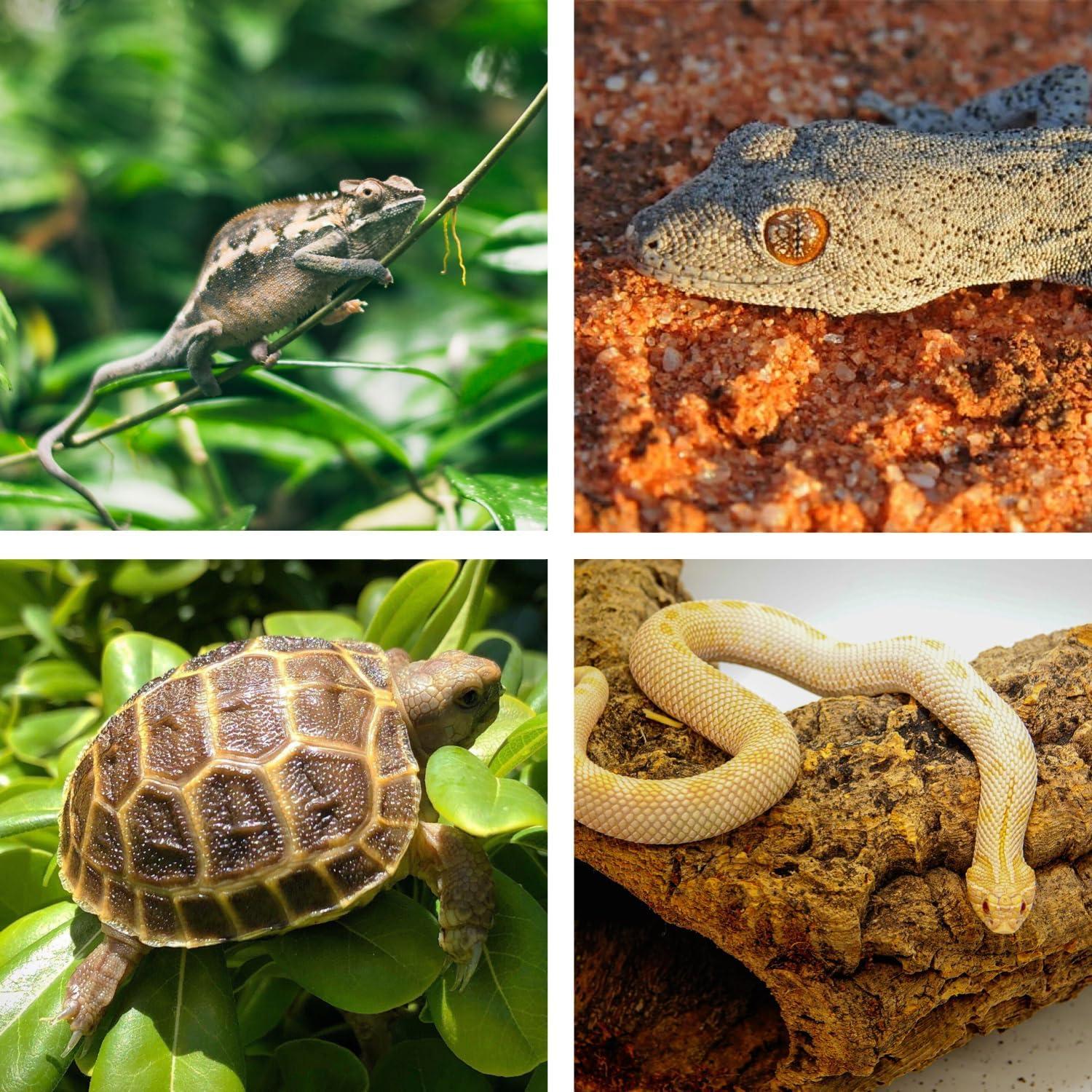 Emisor de Calor Cerámico 100W ReptiKing para Reptiles y Anfibios