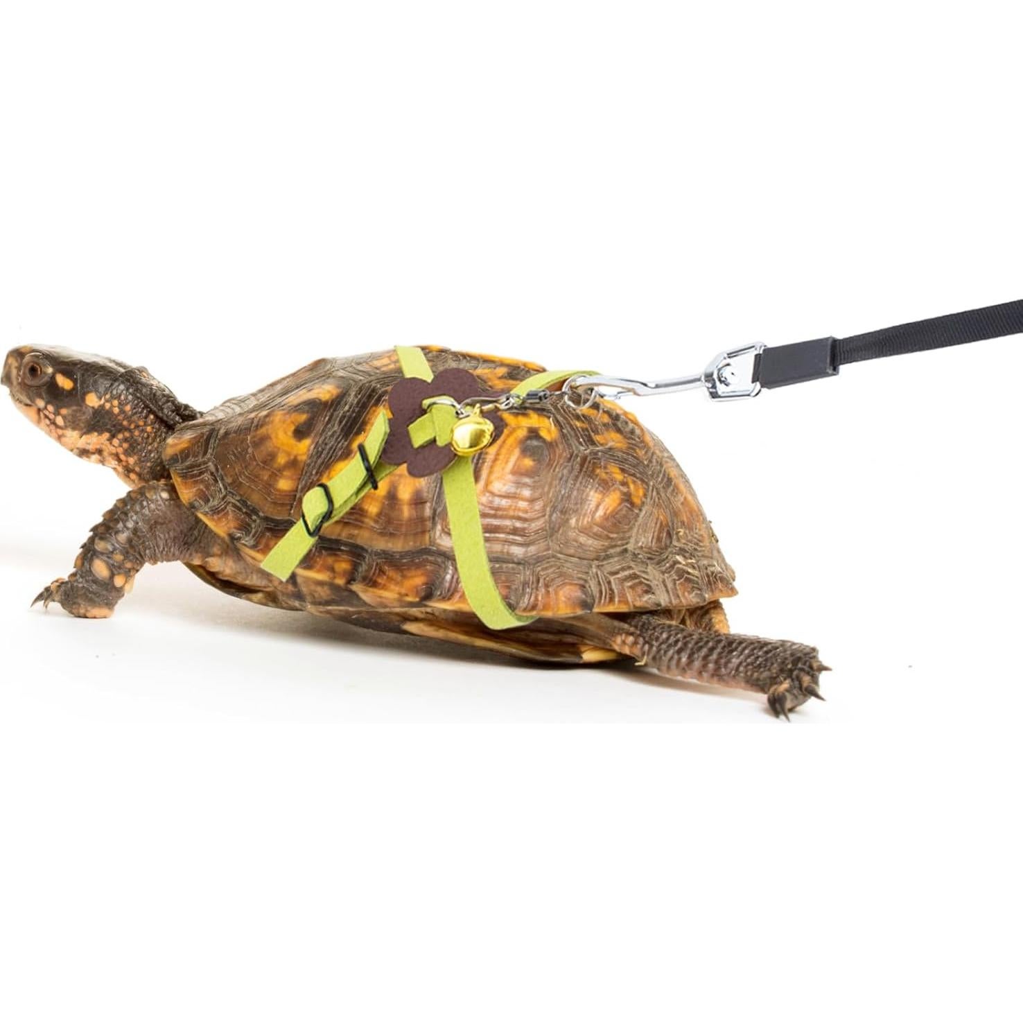 Correa Retráctil para Tortuga OOXYG con Arnés Ajustable