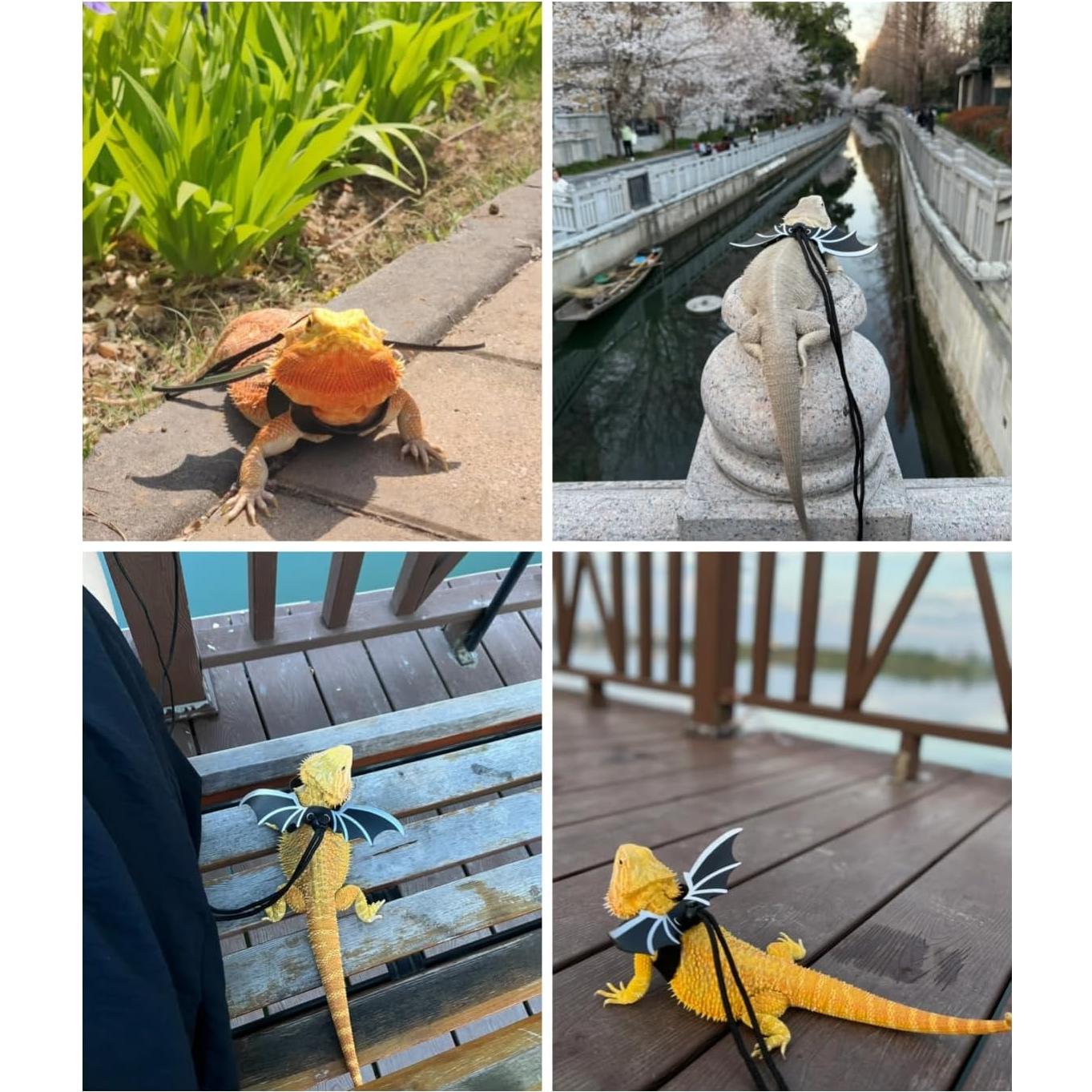 Conjunto Arnés y Correa Yuhui para Reptiles con Alas y Sombrero