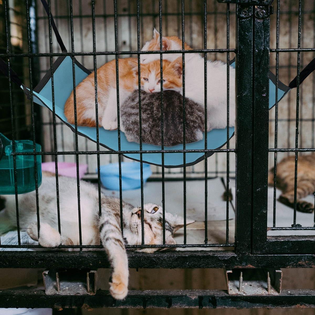 Hamaca Colgante para Gato Oxford Ajustable 25x20cm