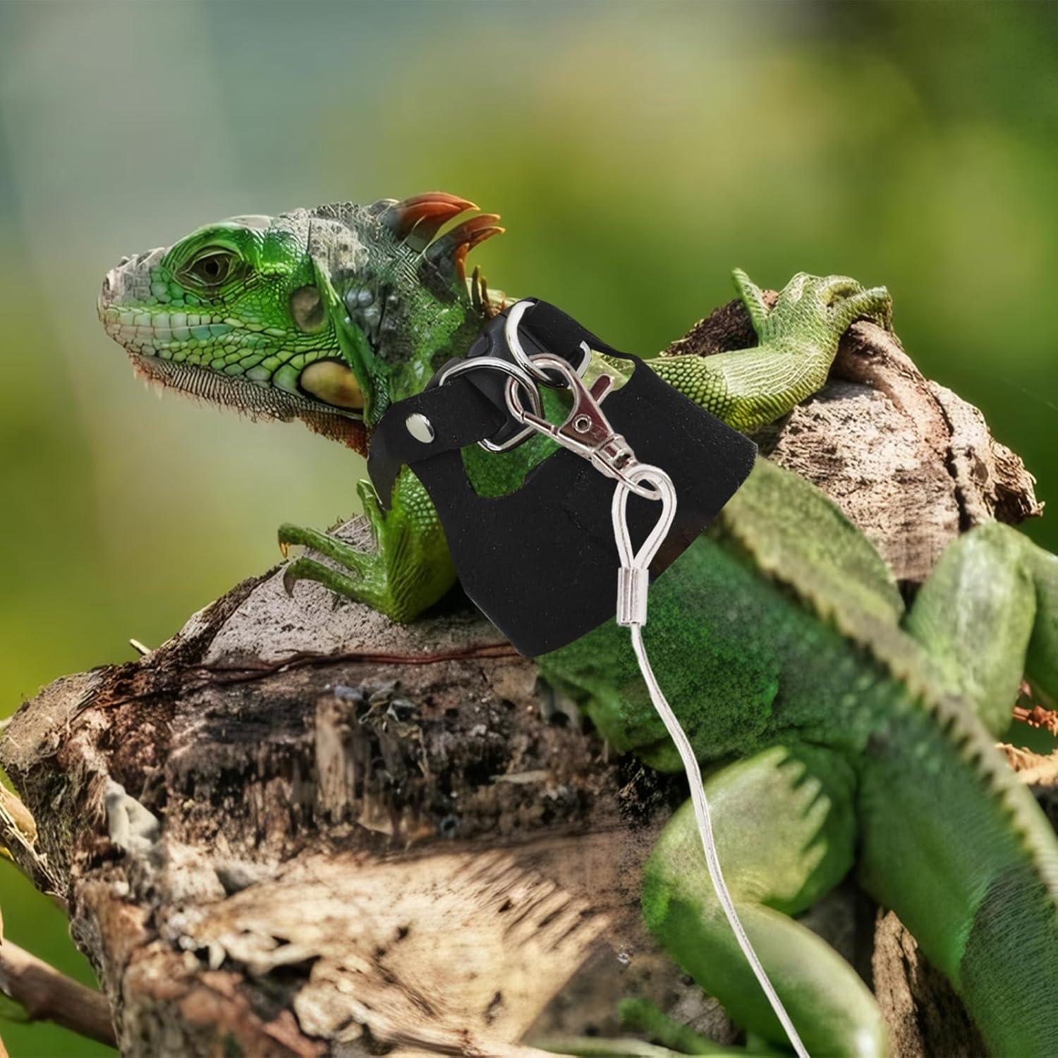 Conjunto Correa y Arnés Dragón Barbudo KURTOPLLY 3 Tamaños