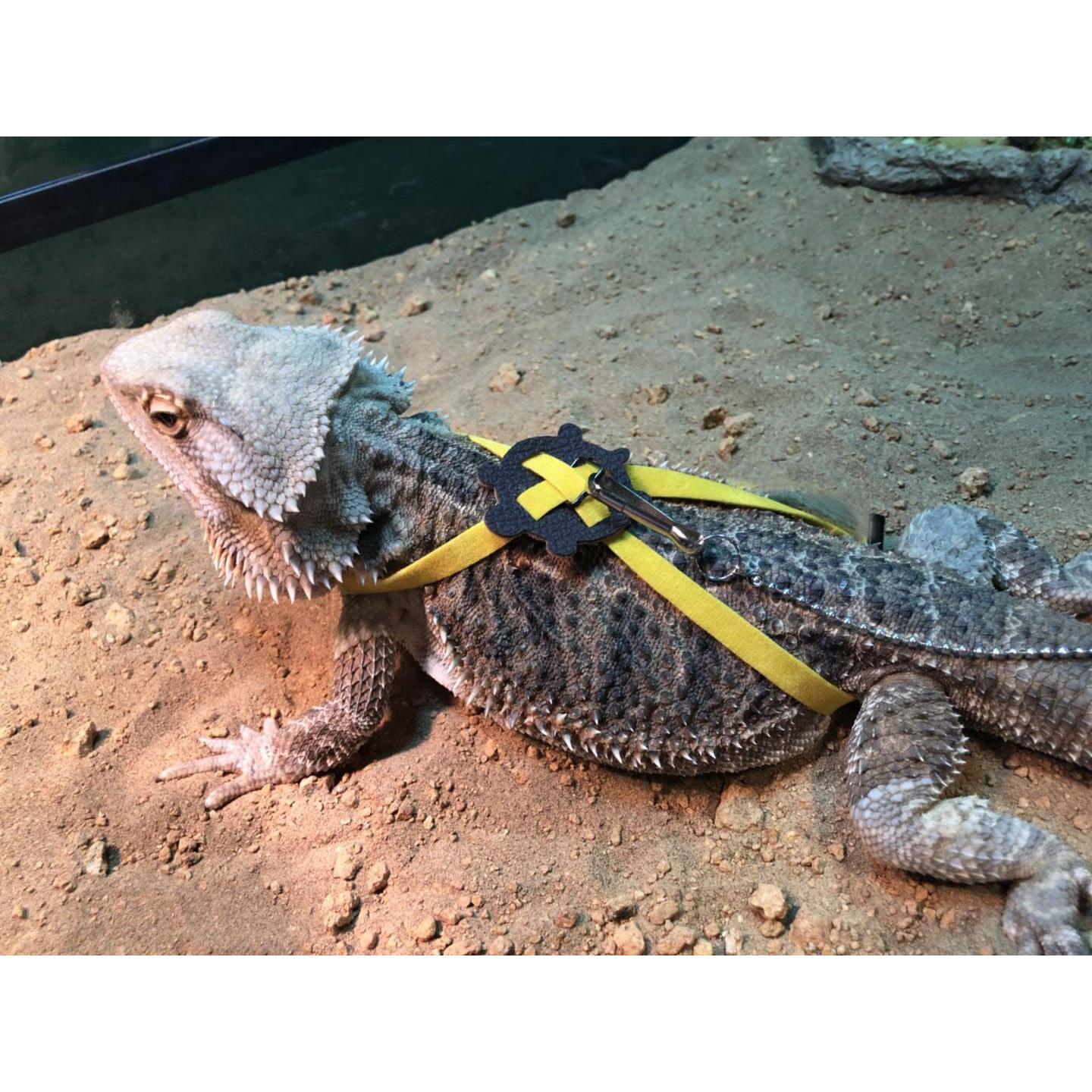 Conjunto Arnés y Correa Ajustable Hypeety para Reptiles Azul