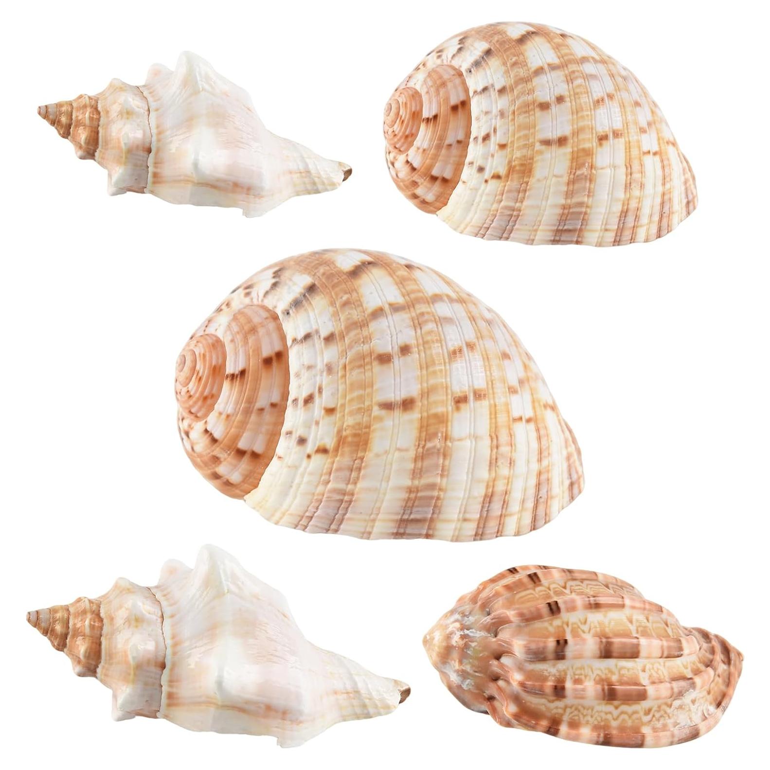 5PCS Conchas de Cangrejo Ermitaño Naturales 7.5-12.1cm