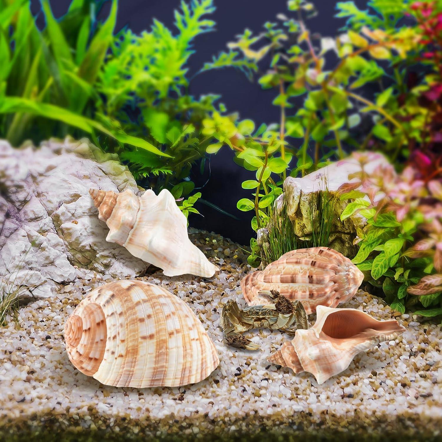 5PCS Conchas de Cangrejo Ermitaño Naturales 7.5-12.1cm