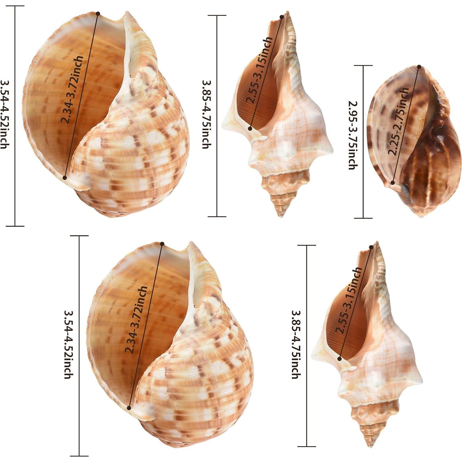 5PCS Conchas de Cangrejo Ermitaño Naturales 7.5-12.1cm