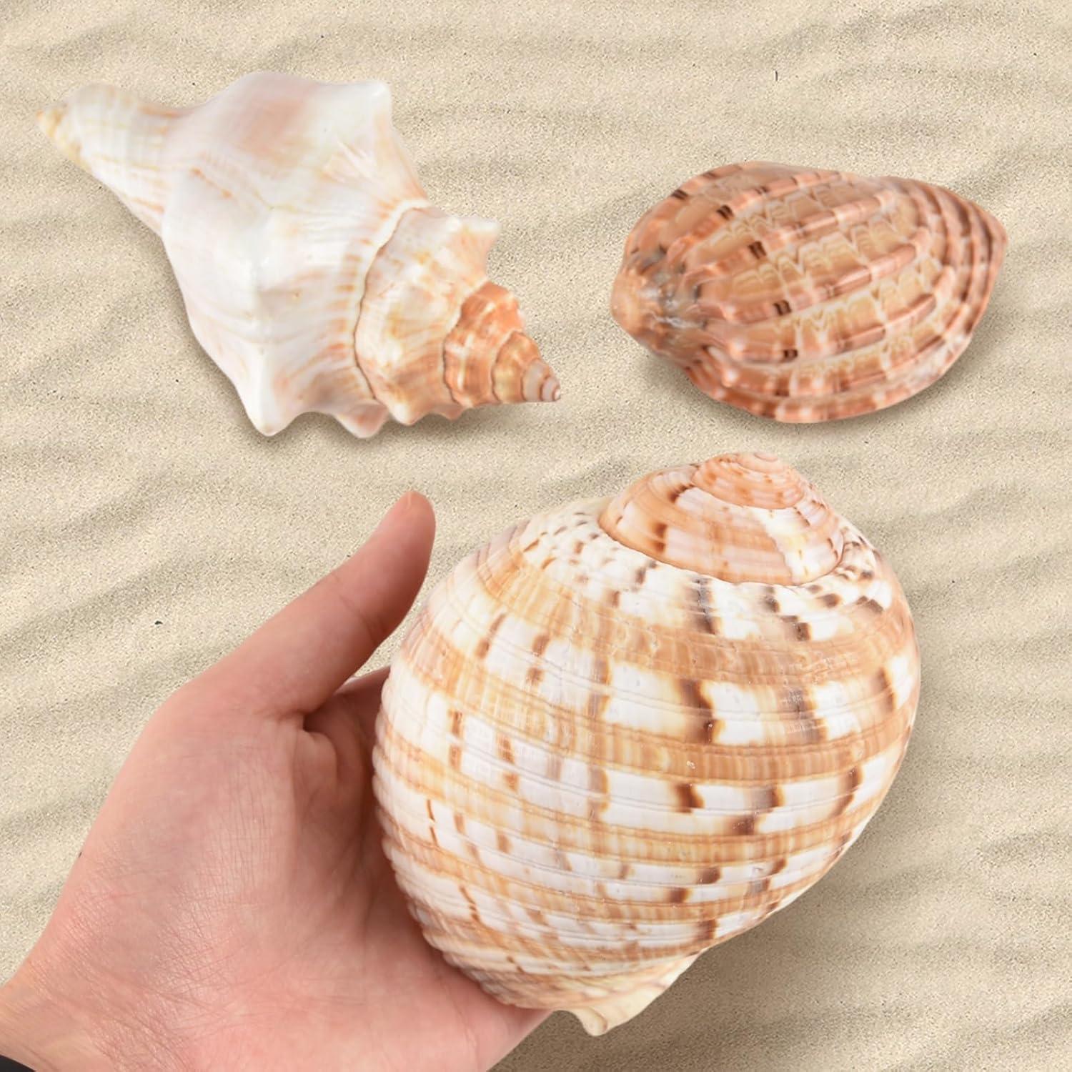 5PCS Conchas de Cangrejo Ermitaño Naturales 7.5-12.1cm