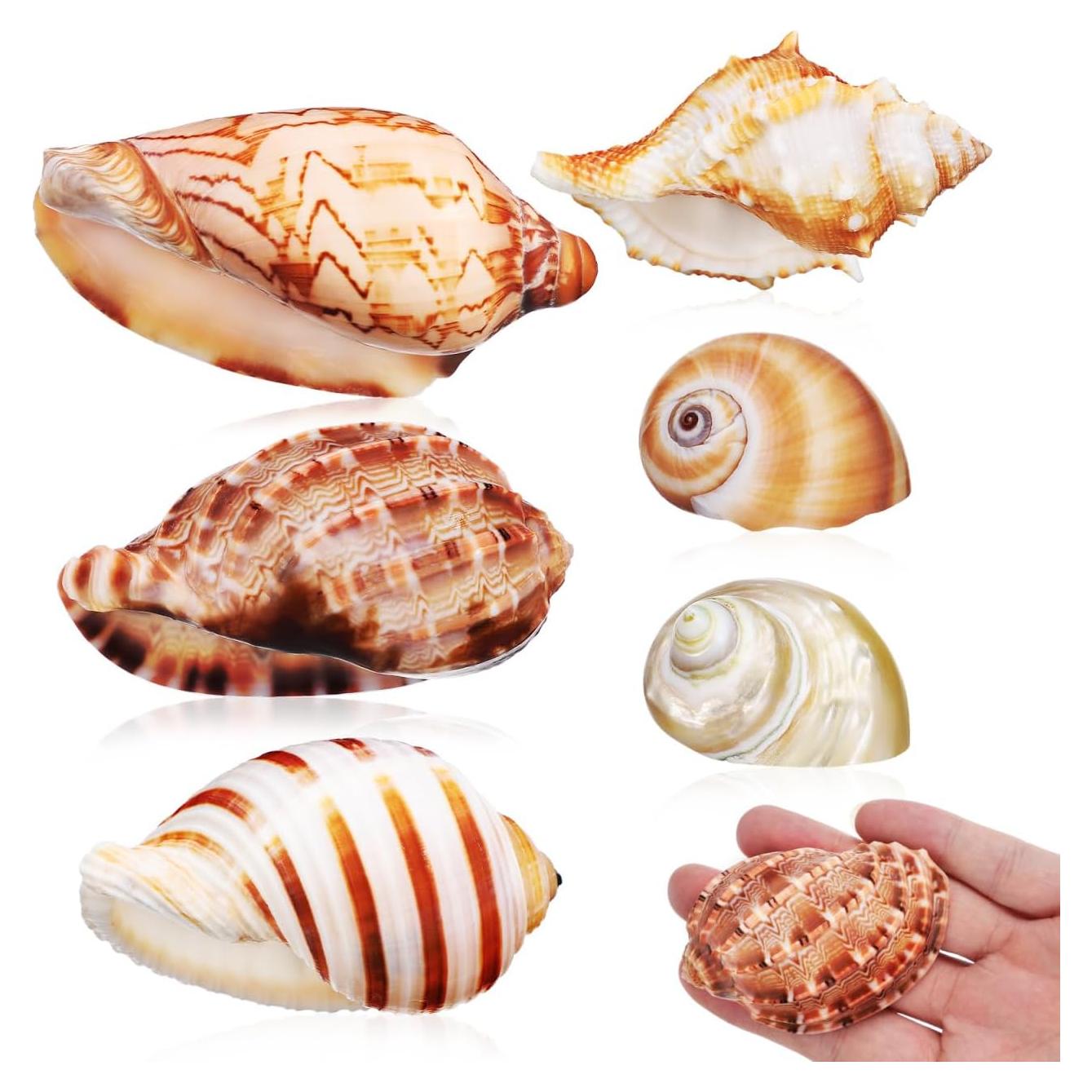 Conchas Naturales NOLITOY 6 Pcs para Cangrejo Ermitaño