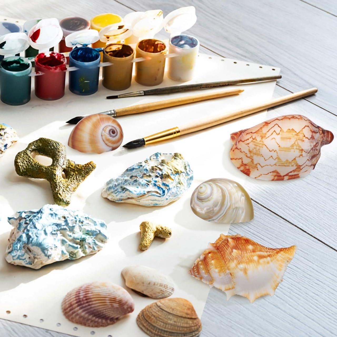 Conchas Naturales NOLITOY 6 Pcs para Cangrejo Ermitaño