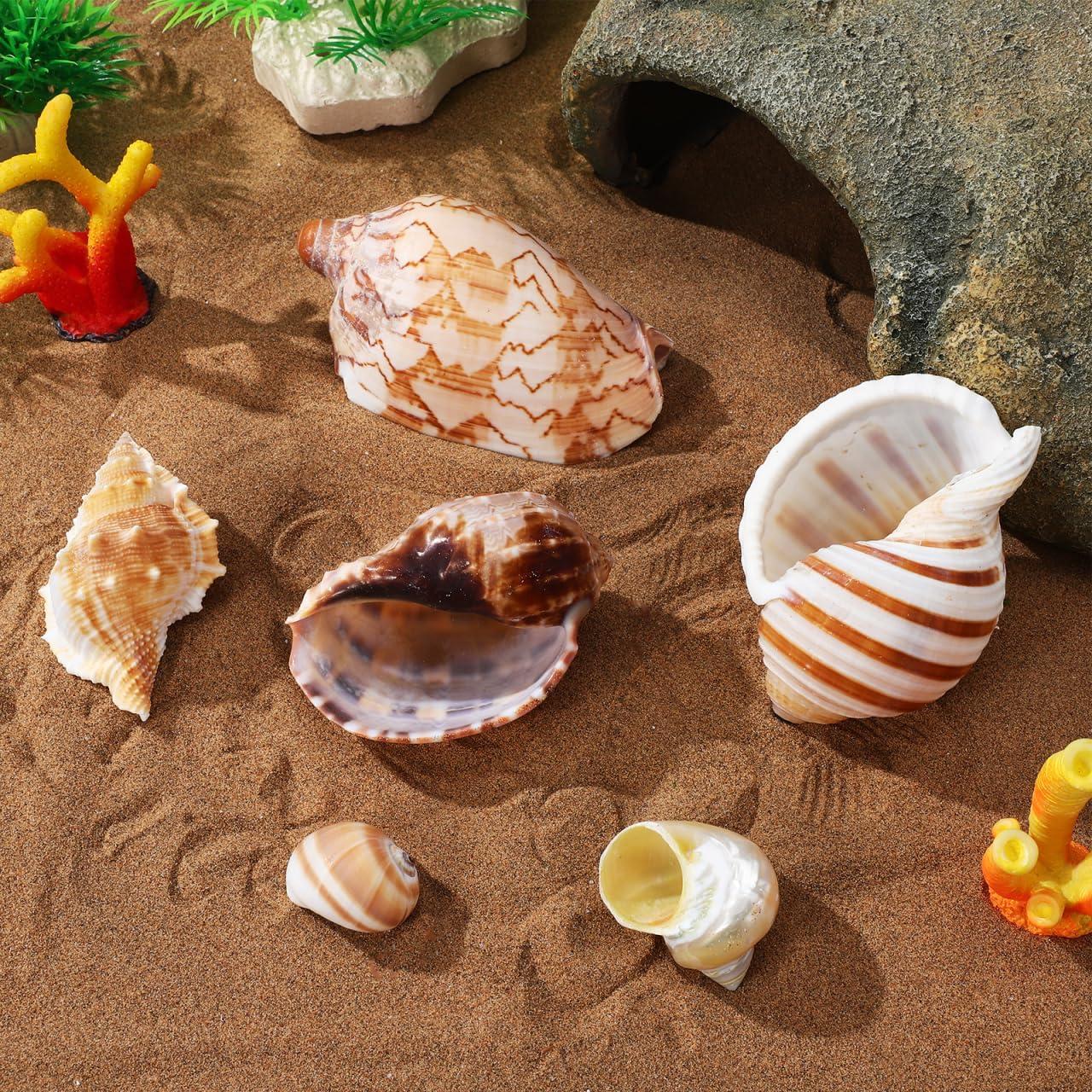 Conchas Naturales NOLITOY 6 Pcs para Cangrejo Ermitaño