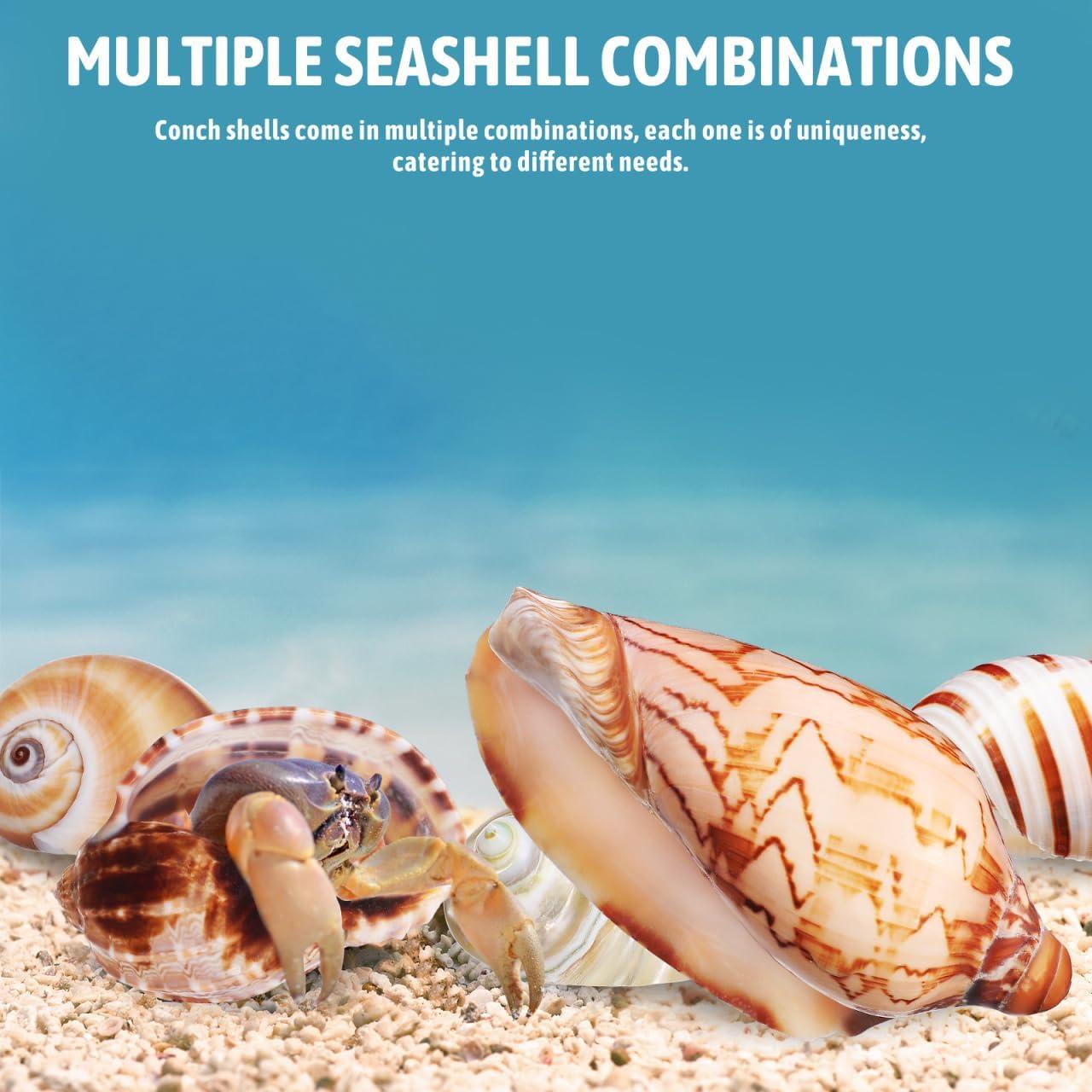 Conchas Naturales NOLITOY 6 Pcs para Cangrejo Ermitaño